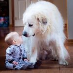 #2【犬と赤ちゃん】絶妙な関係! 仲良しすぎ！ 何をされても怒らない・かわいい犬と赤ちゃん