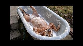 「絶対に笑う」あり得ないことをする犬★おもしろい犬のハプニング, 失敗画像集 #46