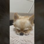 夢の中　#チワワ #いぬ #犬　#かわいい #dog #chihuahua #cute #cutedog #animals