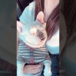 寝顔の癒し効果。#frenchbulldog #フレブル #フレンチブルドッグ #shorts #dog#犬