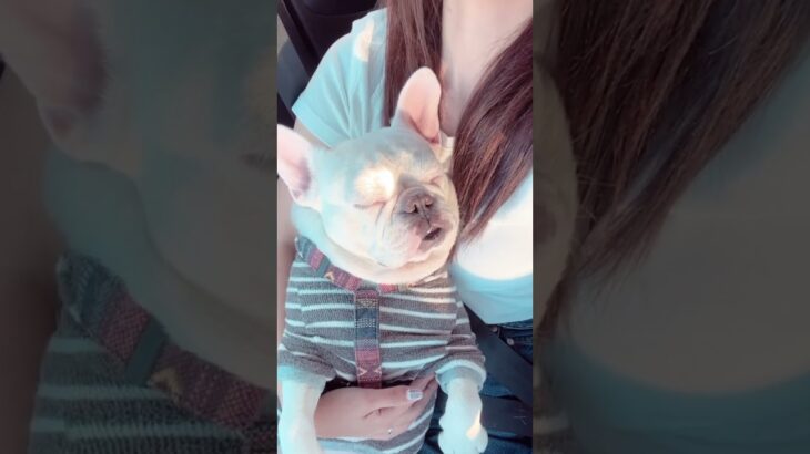 寝顔の癒し効果。#frenchbulldog #フレブル #フレンチブルドッグ #shorts #dog#犬