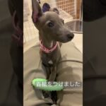 膝の上で甘えるイッヌ#shorts #dog  #short #pets #犬 #子犬 #かわいい #癒し #funny #cute #イタグレ#italiangreyhound