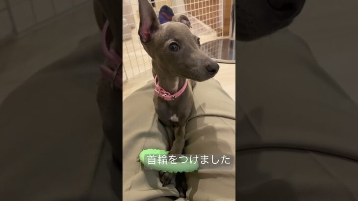 膝の上で甘えるイッヌ#shorts #dog  #short #pets #犬 #子犬 #かわいい #癒し #funny #cute #イタグレ#italiangreyhound