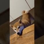 あごのせ柴犬　#柴犬 #犬のいる暮らし #癒し動画犬