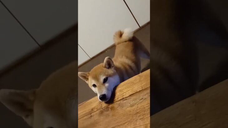 あごのせ柴犬　#柴犬 #犬のいる暮らし #癒し動画犬