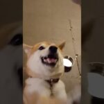 新しい玩具に頂戴頂戴が止まらない柴犬　#柴犬 #犬のいる暮らし #癒し動画犬