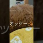 【トイプードル】幸せの黄色い座布団♪『ペット癒し系動画』