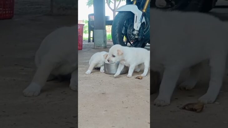 子犬ちゃんがかわいいよう🥺