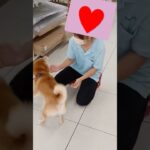 ショップのお姉さんが大好きな柴犬　#柴犬 #犬のいる暮らし #癒し動画犬