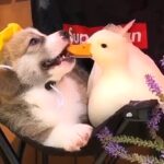 かわいい子犬と他の動物 🐶🙏🦆 面白い犬の動画