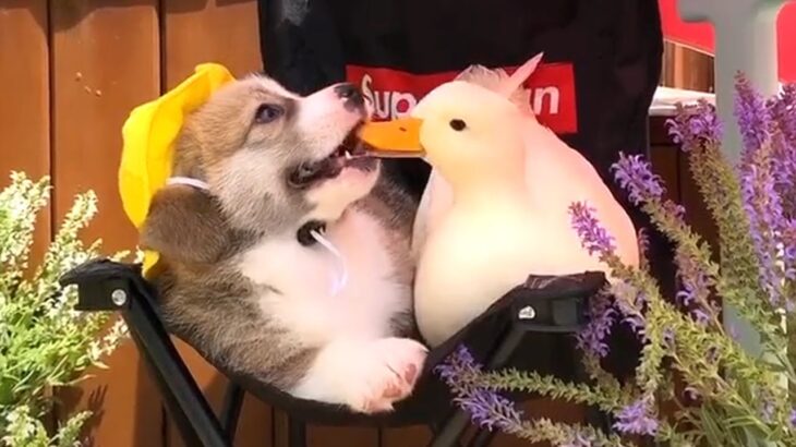 かわいい子犬と他の動物 🐶🙏🦆 面白い犬の動画