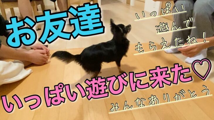 かわいい犬｜ロングコートチワワのウルくん【お友達がたくさん遊びに来てくれたよ♪】