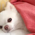 癒し犬🐶可愛いわんちゃんたちの寝顔に癒されます！💘
