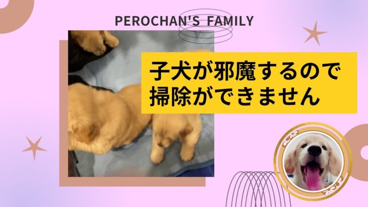 初めての掃除機に大興奮しちゃう子犬がかわいい