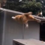 犬、猫！世界のおもしろ動物達！これで癒される事間違いなし！