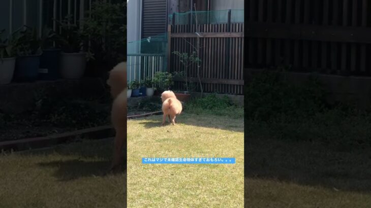 この犬走り方おもしろすぎるwwwwww