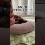 【寝たふりのラストがかわいい17歳老犬ちょこちゃん 】 #shorts  #犬  #いぬ  #寝たふり