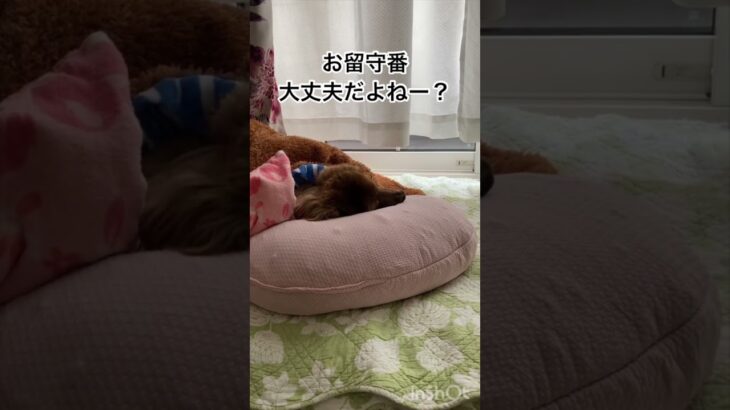 【寝たふりのラストがかわいい17歳老犬ちょこちゃん 】 #shorts  #犬  #いぬ  #寝たふり