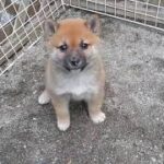 かわいい柴犬の子犬　2022年9月16日生まれ　2022年10月30日撮影