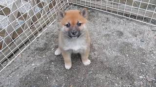 かわいい柴犬の子犬　2022年9月16日生まれ　2022年10月30日撮影