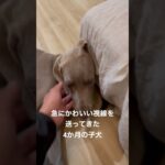 急にかわいい視線を送ってきた4か月の子犬 #ワイマラナー  #大型犬のいる生活