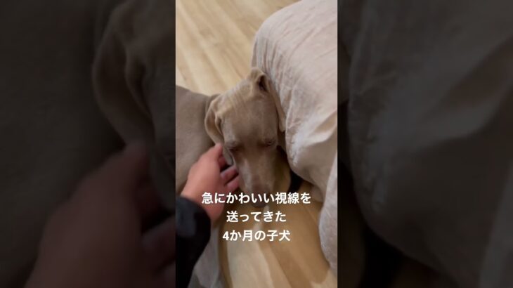 急にかわいい視線を送ってきた4か月の子犬 #ワイマラナー  #大型犬のいる生活