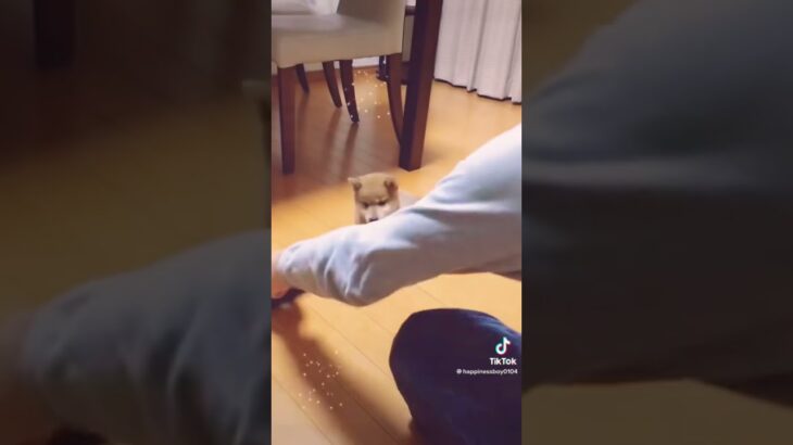 柴犬福 柴犬の子犬時代😍 Shiba Inu Puppy🥰#shorts #tiktok #shibainu #柴犬 #perro #시바견 #かわいい犬 #funny #puppy