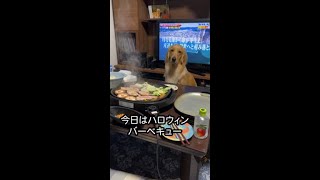 浮かない顔で食卓を囲むゴールデン　#Shorts