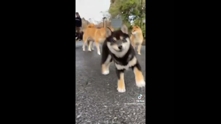 かわいい柴犬子犬さんU^ェ^U。