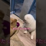 遊びたい犬VS遊びたくない犬#ポメラニアン#犬癒し系動画#犬かわいすぎる#ポメラニアンもふもふ#犬のいる生活#犬#shortsvideo #shorts#short