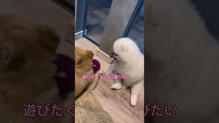 遊びたい犬VS遊びたくない犬#ポメラニアン#犬癒し系動画#犬かわいすぎる#ポメラニアンもふもふ#犬のいる生活#犬#shortsvideo #shorts#short