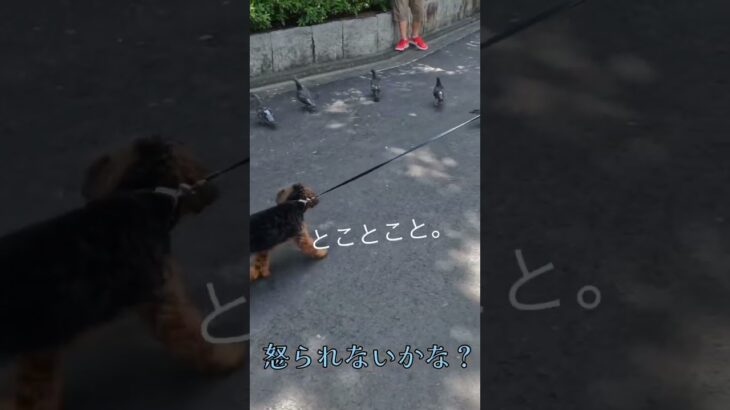 好奇心に勝てなかった犬#short #おもしろ #dog #vlog #かわいい #animals