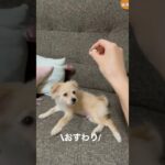 なかなかおすわりに戻れないアザラシ　#shorts #パピー #マルプー #子犬 #あざらし #癒し