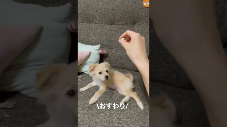 なかなかおすわりに戻れないアザラシ　#shorts #パピー #マルプー #子犬 #あざらし #癒し