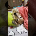 【寝相が悪い犬】#shorts #ミニチュアダックス #dachshund #癒し犬