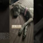 夢見てるのかすごい動きをするイッヌ#shorts #dog  #short #pets #犬 #子犬 #かわいい #癒し #funny #cute #イタグレ#italiangreyhound