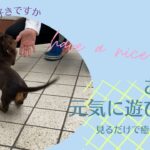 かわいい子犬は好きですか？『お庭で元気に遊びます』　見るだけで癒やされます♡ ミニチュアダックス子犬　ルイの日記