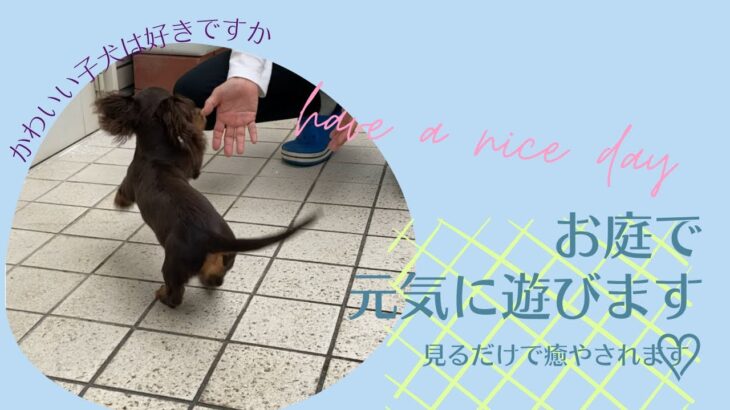 かわいい子犬は好きですか？『お庭で元気に遊びます』　見るだけで癒やされます♡ ミニチュアダックス子犬　ルイの日記