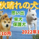 【秋晴れの犬たち】#柴犬 #保護犬#思い出 #涙#癒し