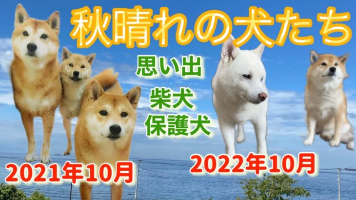 【秋晴れの犬たち】#柴犬 #保護犬#思い出 #涙#癒し