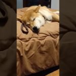 気持ち良さげに寝落ちする柴犬　#柴犬 #癒し動画犬