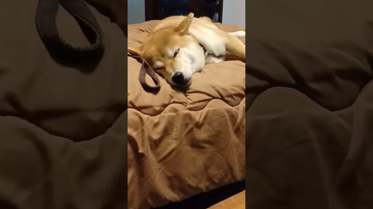 気持ち良さげに寝落ちする柴犬　#柴犬 #癒し動画犬