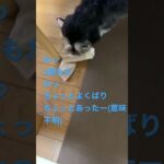 くつ下、取られた。いたずら犬の速さに追いつかない飼い主