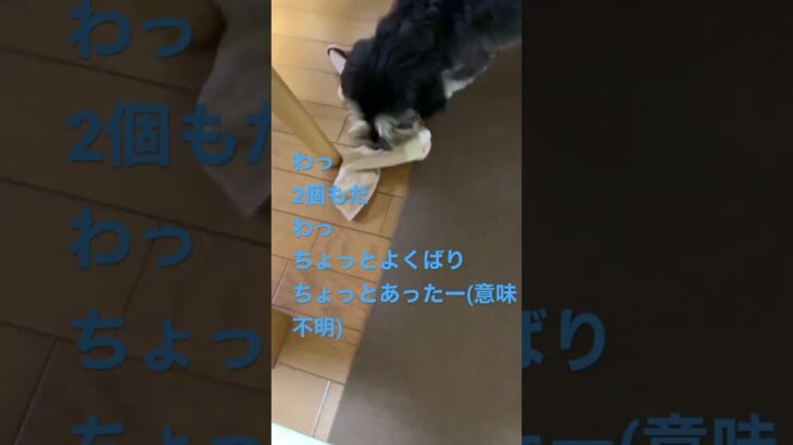 くつ下、取られた。いたずら犬の速さに追いつかない飼い主