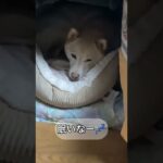 #柴犬のいる暮らし #愛犬 #かわいい犬 #動画編集練習中 #犬のいる暮らし #犬動画