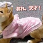 【柴犬】天才的にかわいい子犬