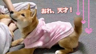 【柴犬】天才的にかわいい子犬