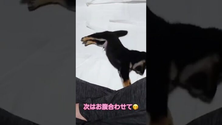 豆柴子犬🎶シンクロ兄弟🤣かわいい仕草❣️まめしば亭ブログvlog #shorts