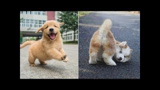 「面白い犬」最高におもしろ 犬のハプニング, 失敗動画集・かわいい犬 #1