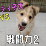 【シェルティ子犬　2カ月】かわいい子犬の闘い　おもちゃ大好き